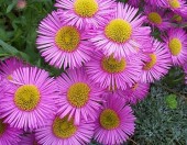  Open Gardens image 