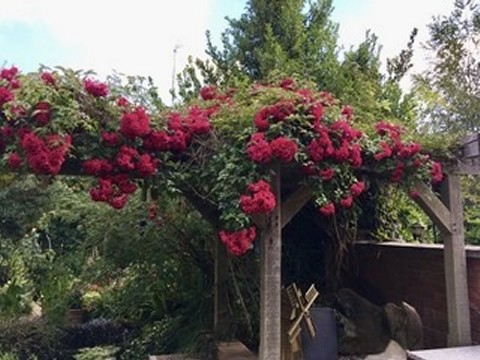 Enderby Open Gardens