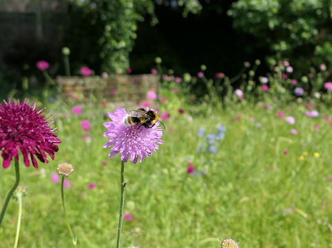 Wellesbourne Open Gardens for Wildlife