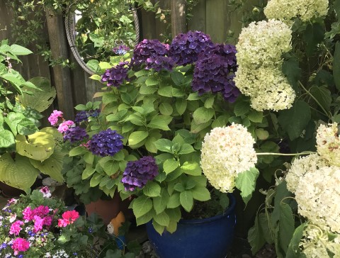 Harwich Secret Gardens