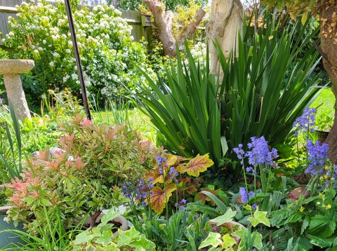 Wollaston Open Gardens